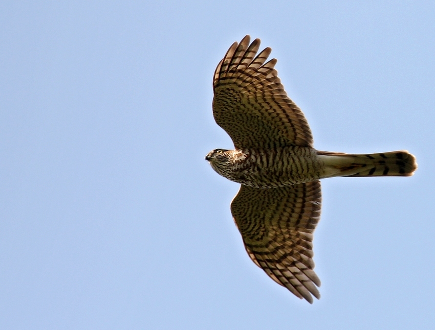 Eurasian Sparrowhawk
