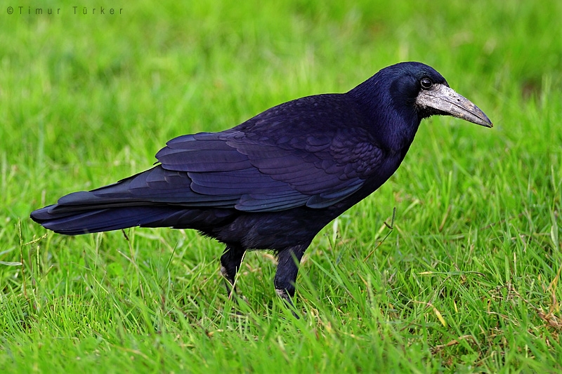 Rook