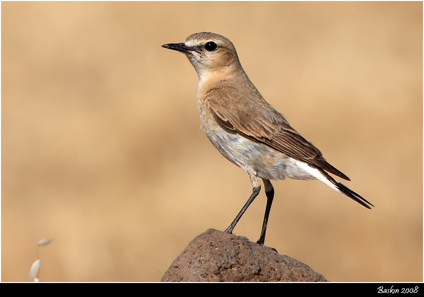Isabelline Wheatear