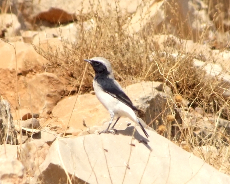 Finsch`s Wheatear