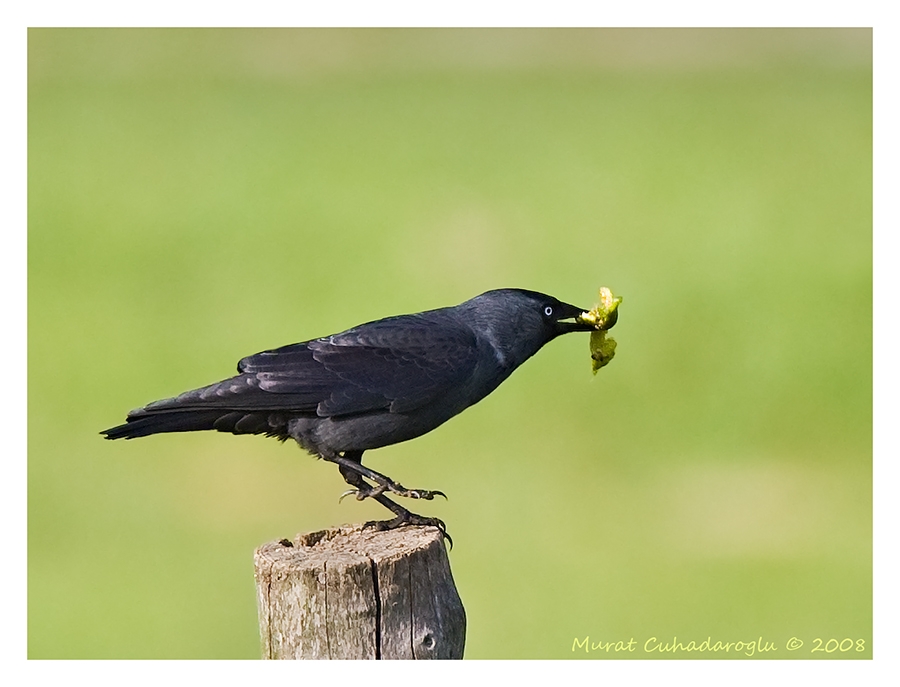 Western Jackdaw