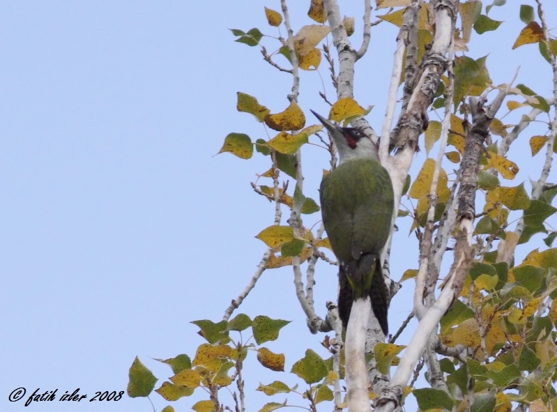European Green Woodpecker