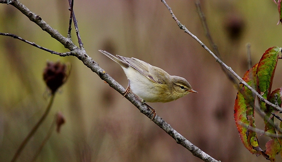 Willow Warbler