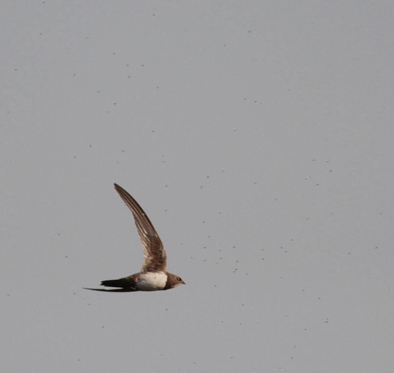 Alpine Swift