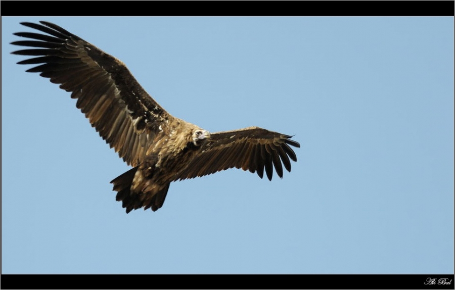 Cinereous Vulture