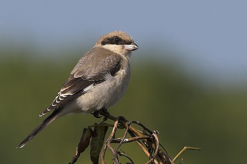 Lesser Grey Shrike