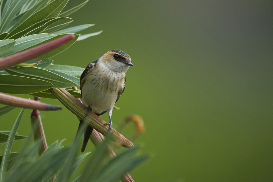 European Red-rumped Swallow
