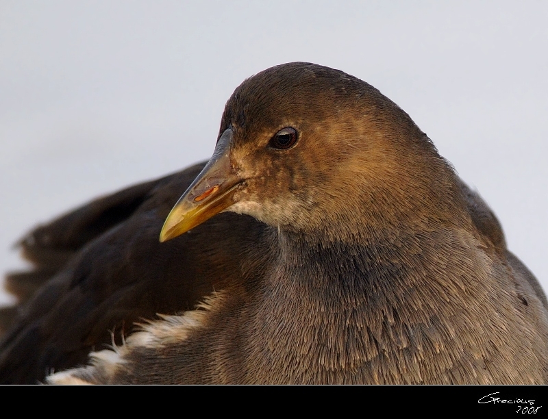 Common Moorhen