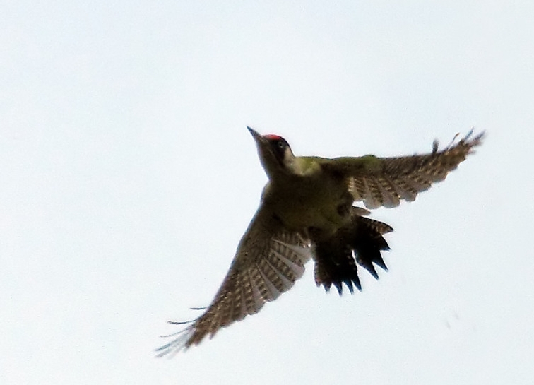 European Green Woodpecker
