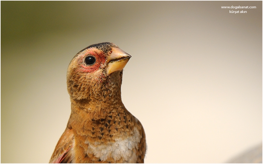 Crimson-winged Finch