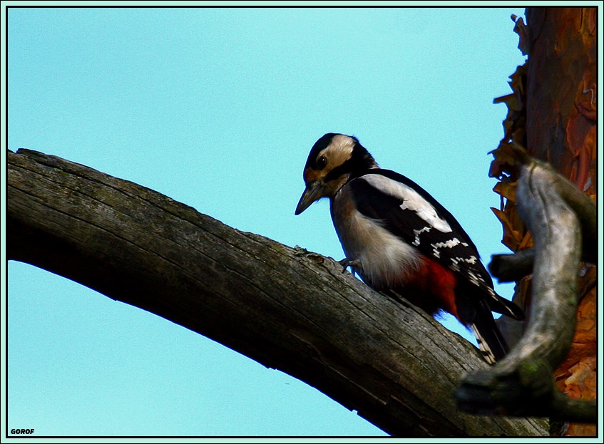 Great Spotted Woodpecker