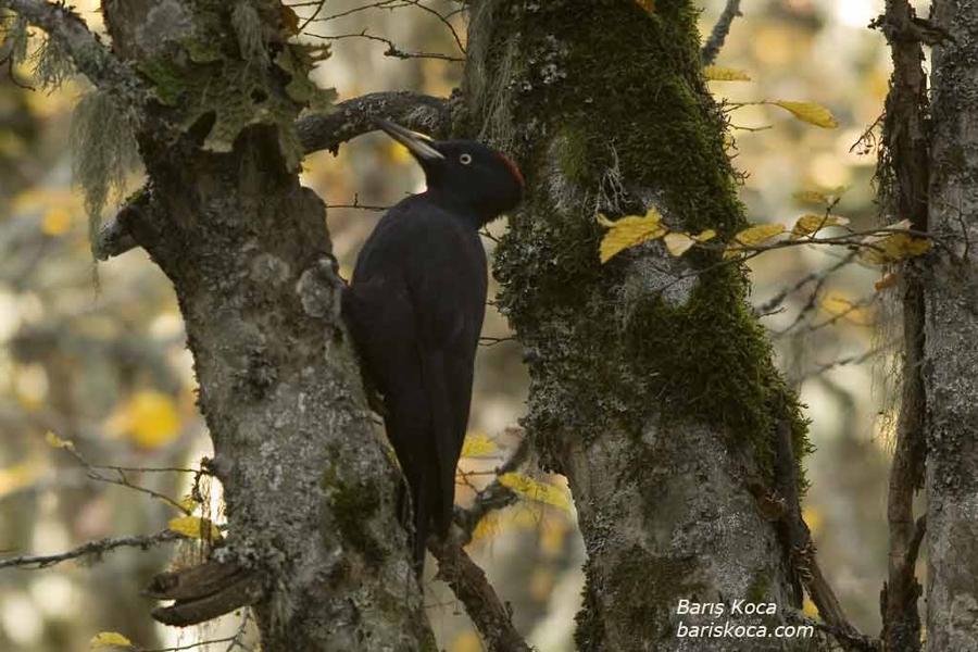 Black Woodpecker
