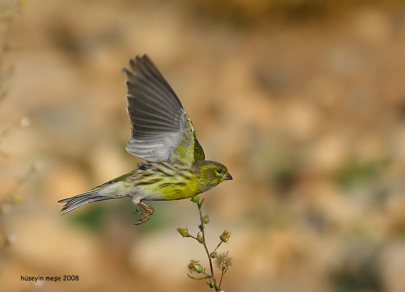 European Serin