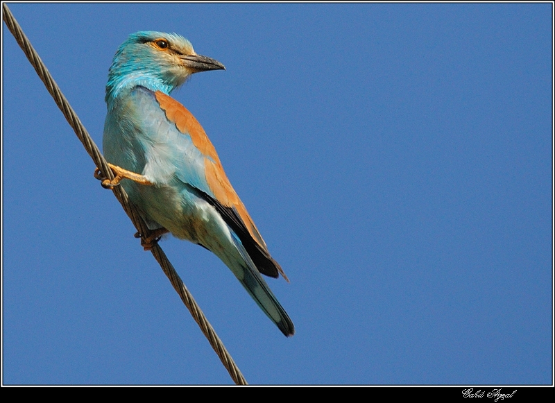 European Roller