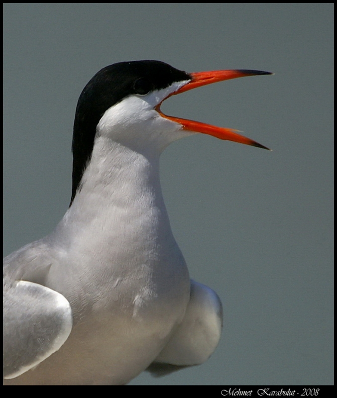 Common Tern