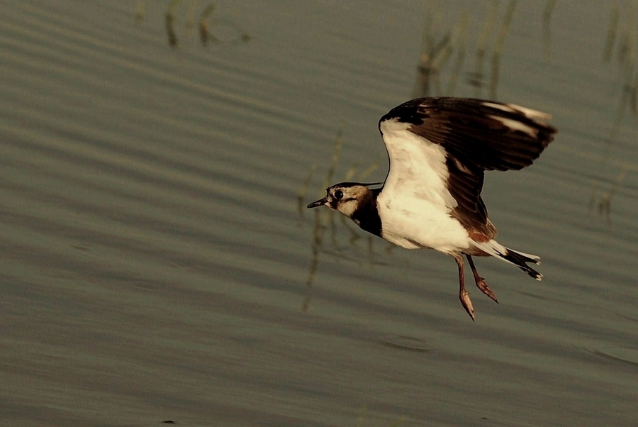Northern Lapwing