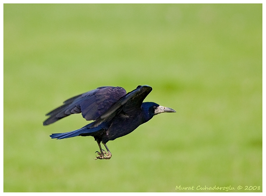 Rook