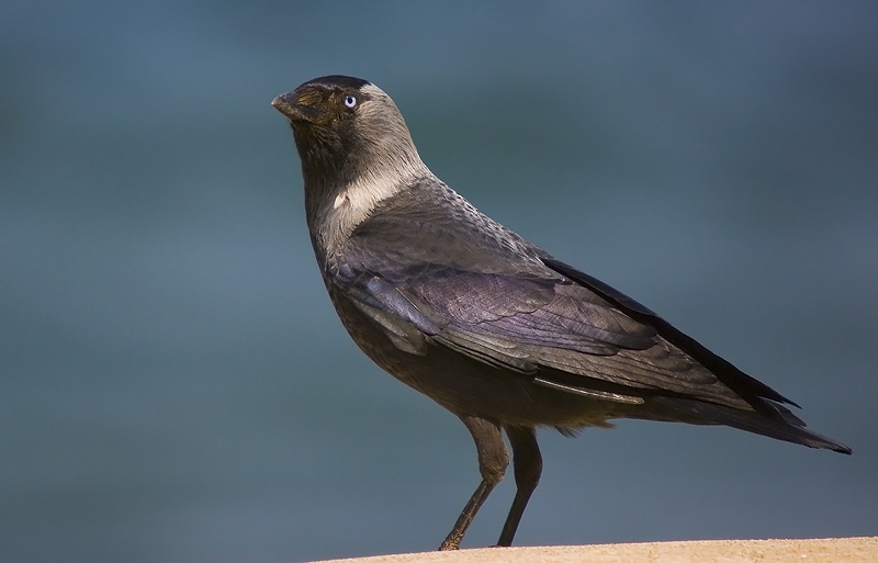 Western Jackdaw