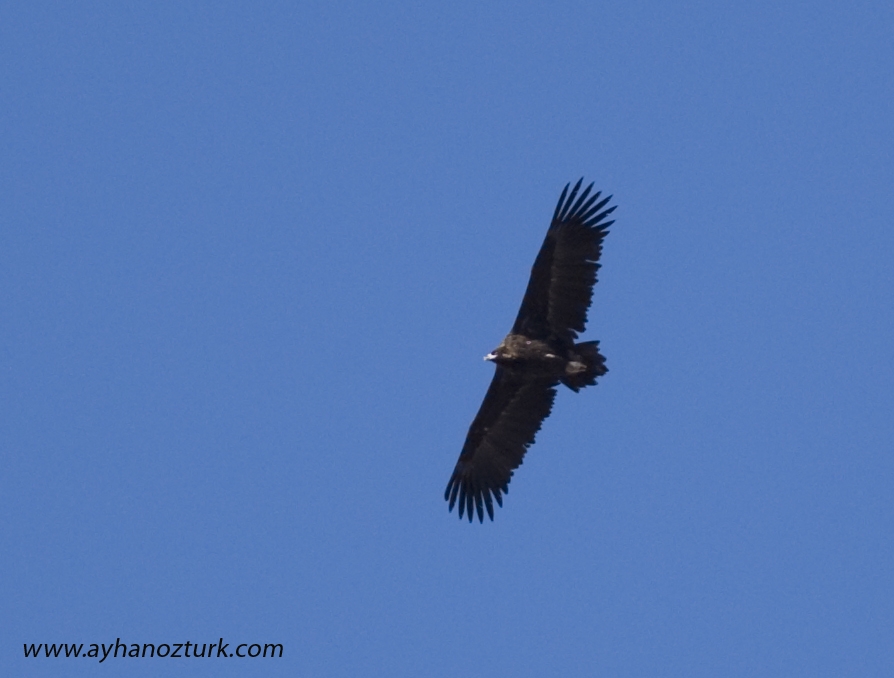 Cinereous Vulture