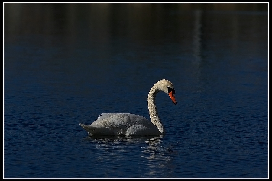 Mute Swan