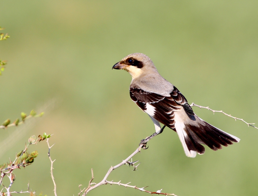 Lesser Grey Shrike