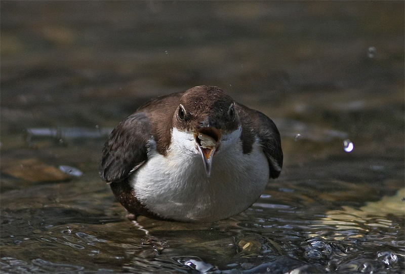 White-throated Dipper