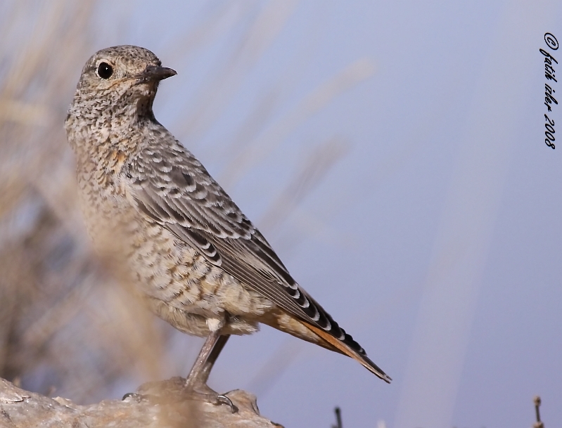Common Rock Thrush
