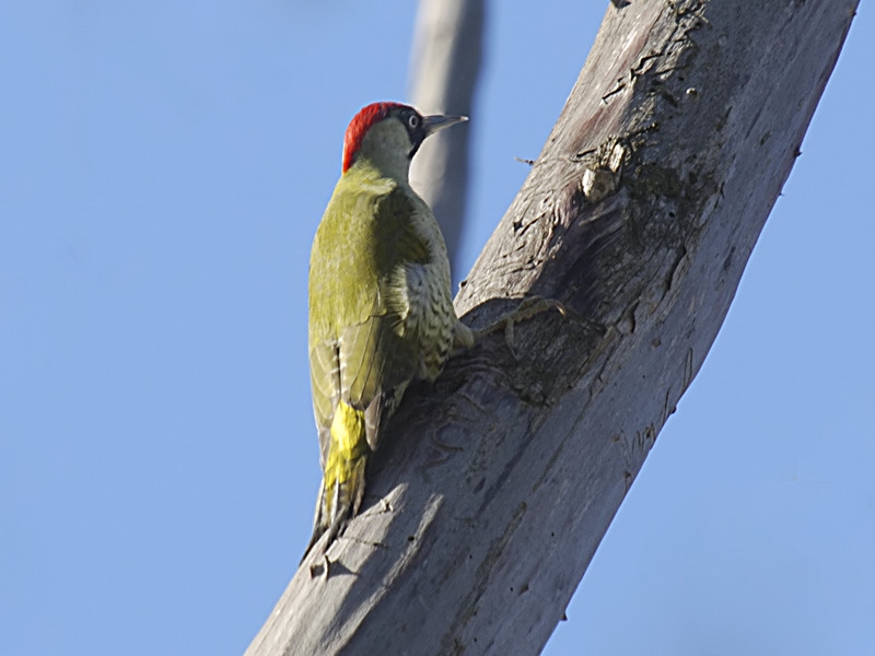 European Green Woodpecker