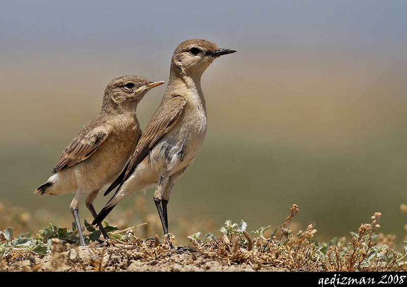 Isabelline Wheatear