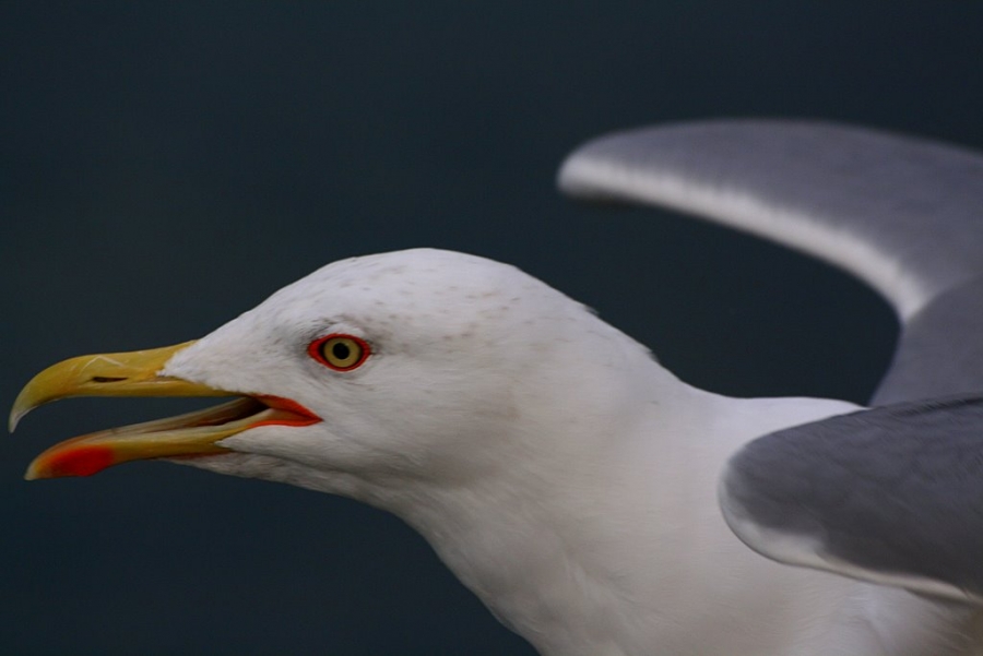 Yellow-legged Gull