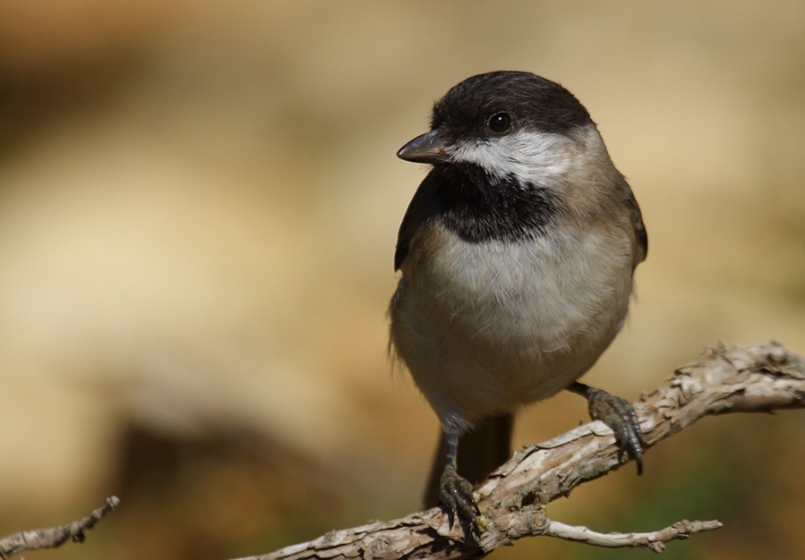 Sombre Tit