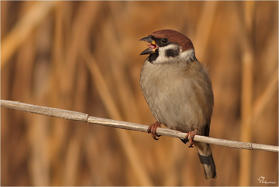 Eurasian Tree Sparrow