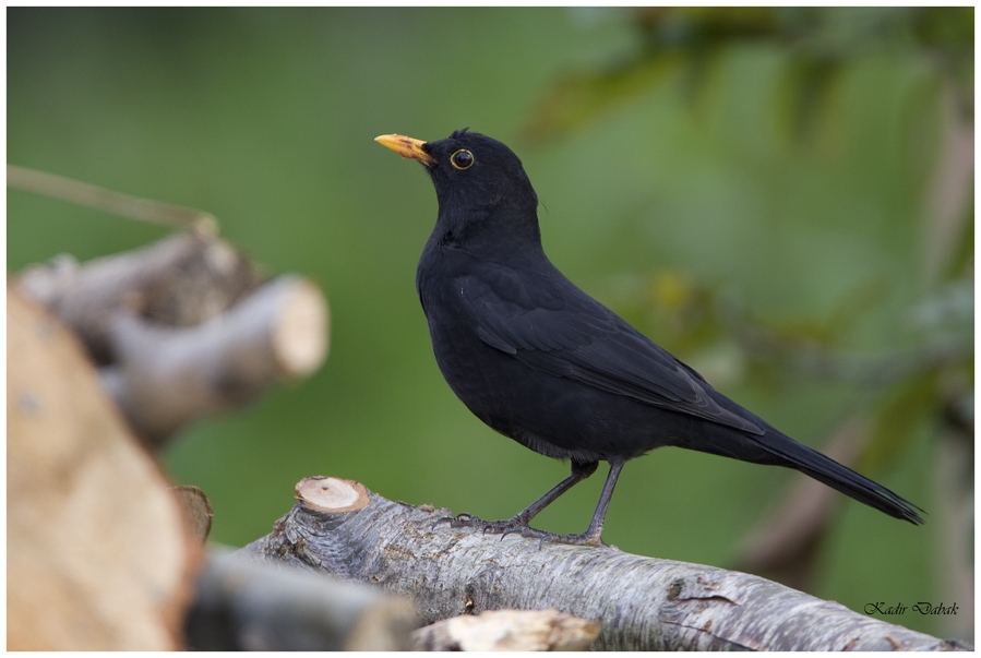 Common Blackbird