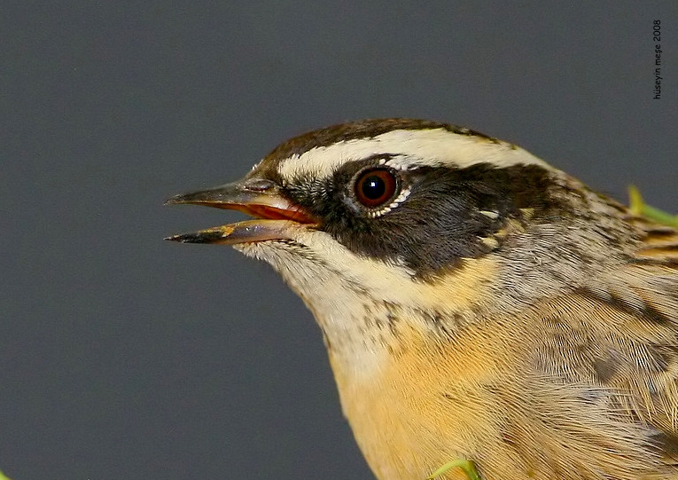 Radde`s Accentor