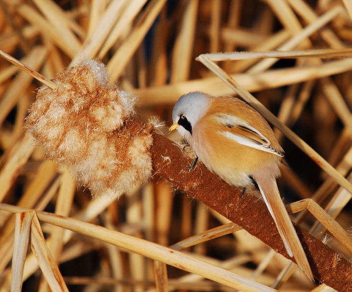 Bearded Reedling