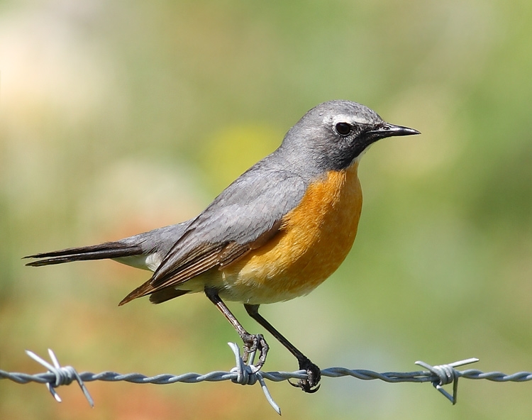 White-throated Robin