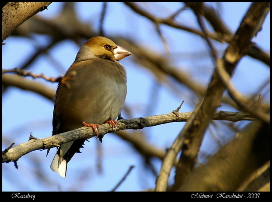 Hawfinch