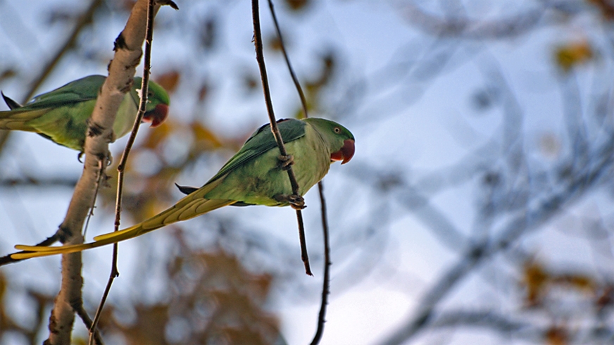 Alexandrine Parakeet