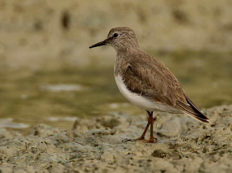 Temminck`s Stint
