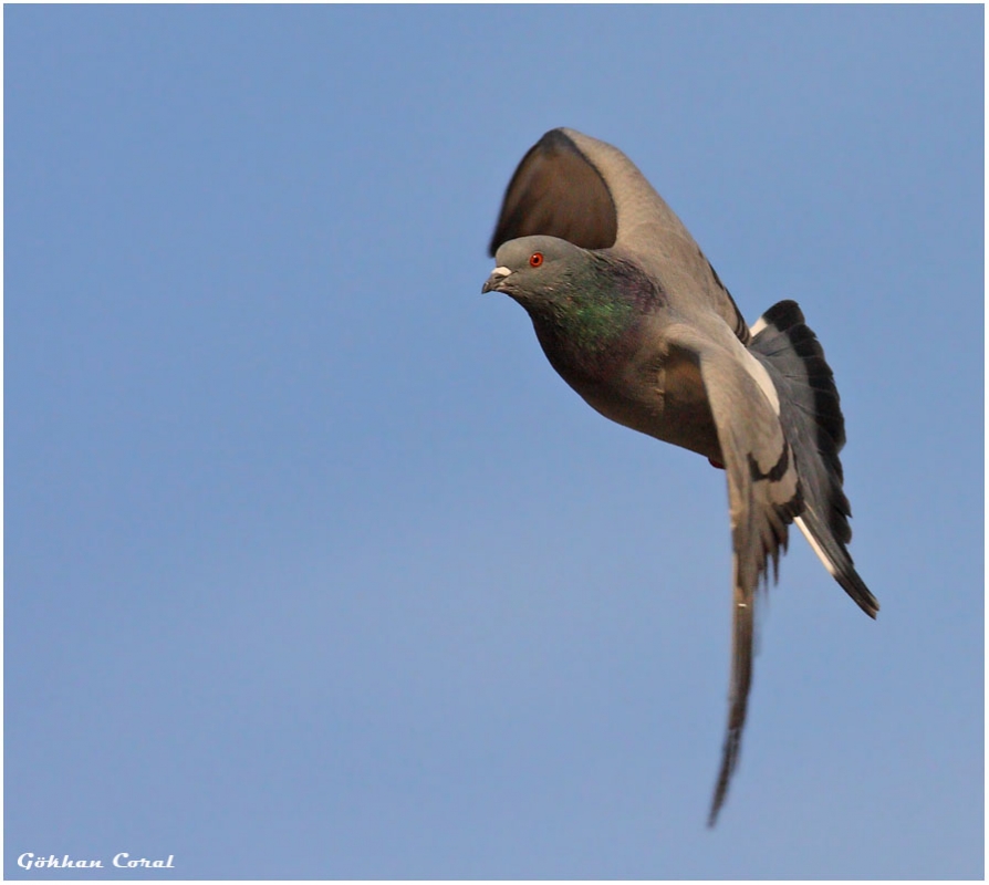 Rock Dove
