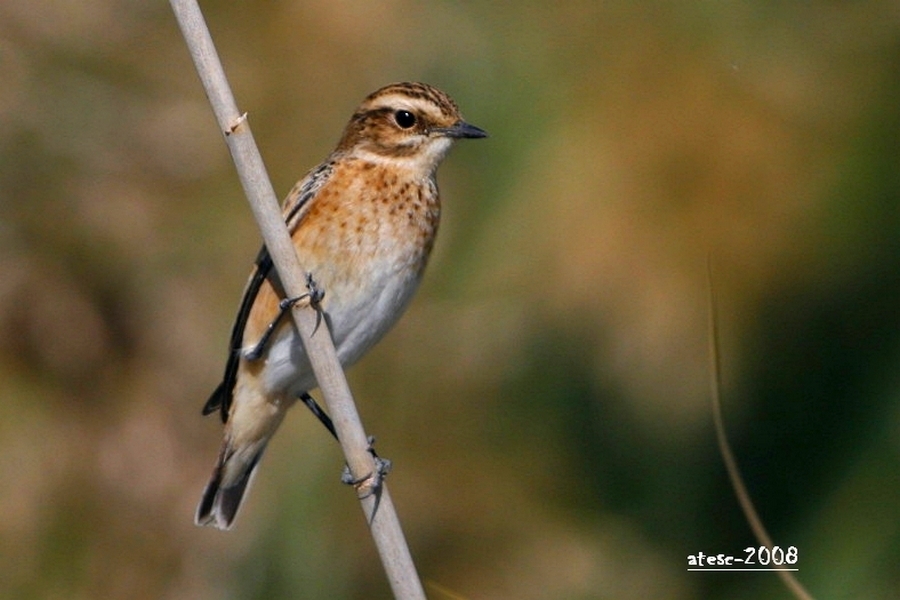 Whinchat