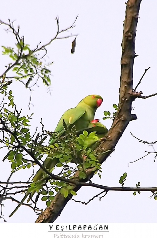 Rose-ringed Parakeet