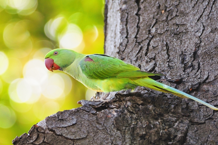 Alexandrine Parakeet