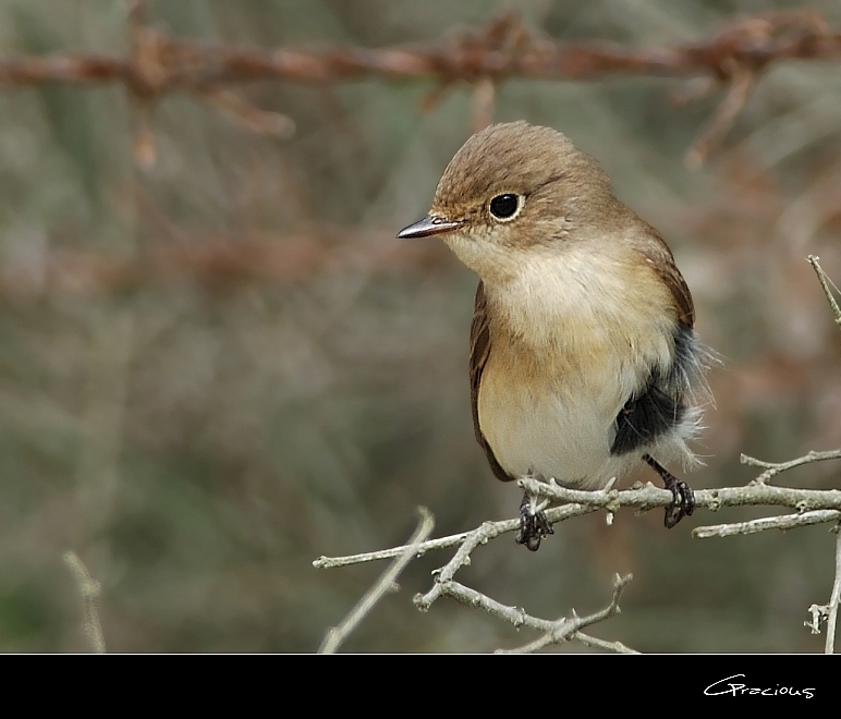 Red-breasted Flycatcher