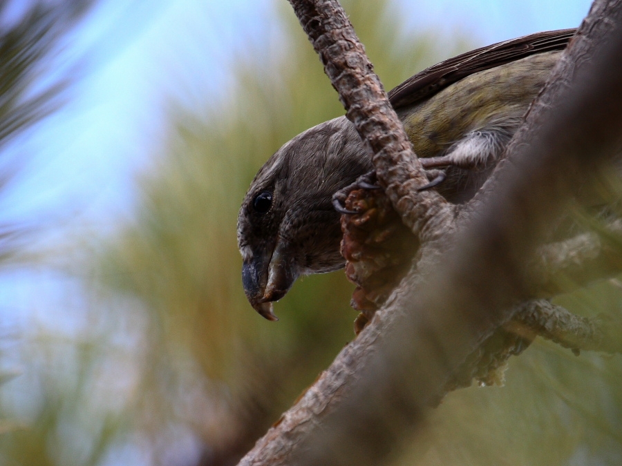Red Crossbill
