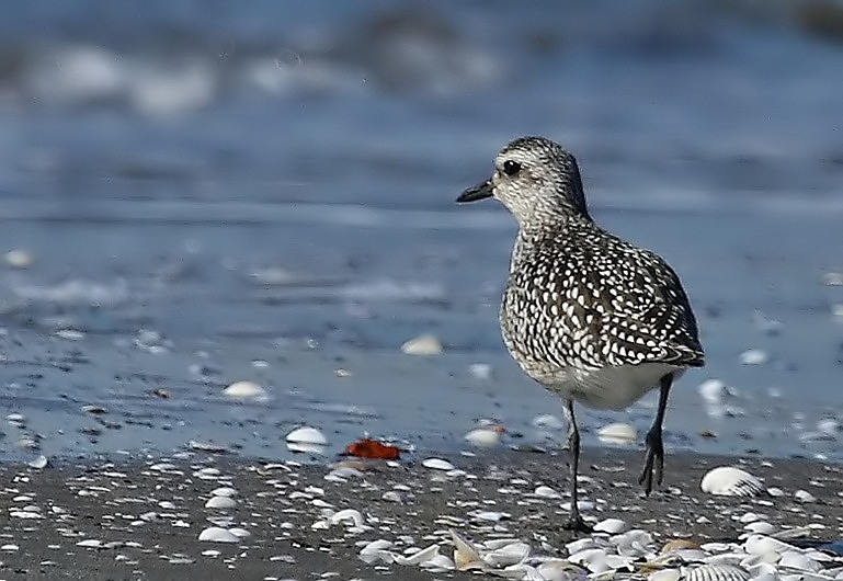 Grey Plover