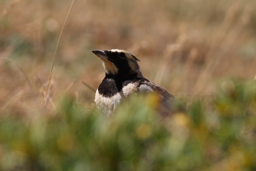 Horned Lark