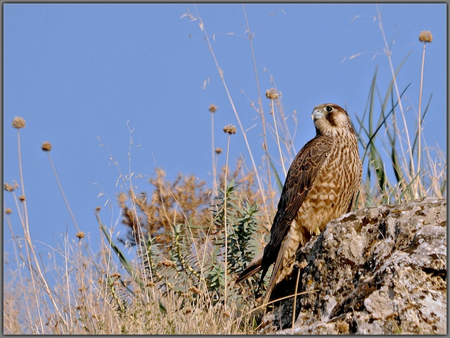 Peregrine Falcon