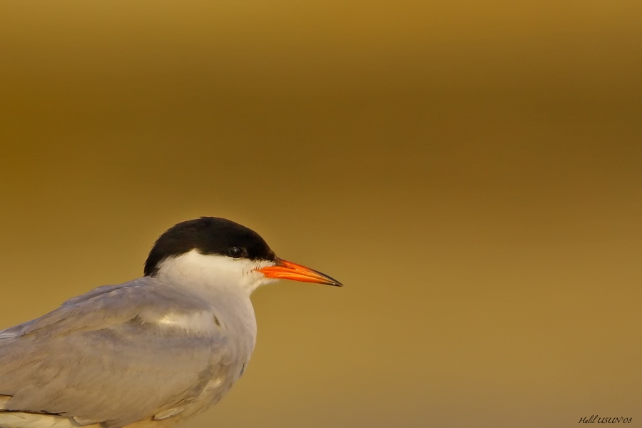 Common Tern