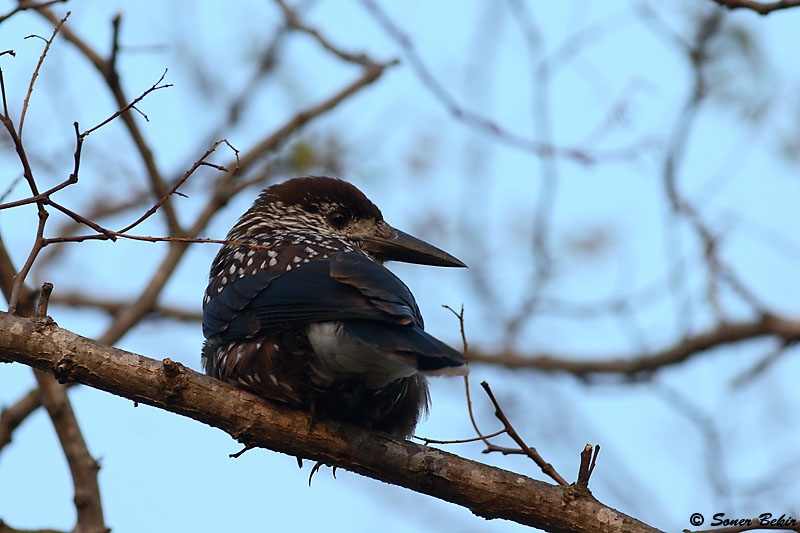 Northern Nutcracker